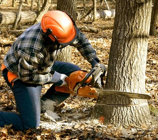 Tree Removal in Grampian, PA